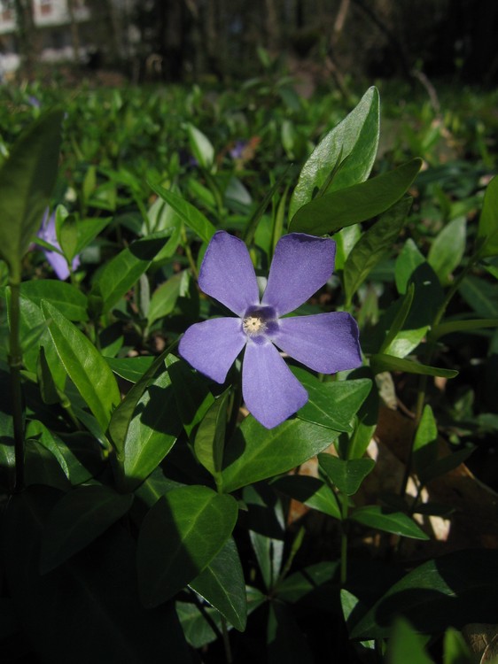 Vinca minor